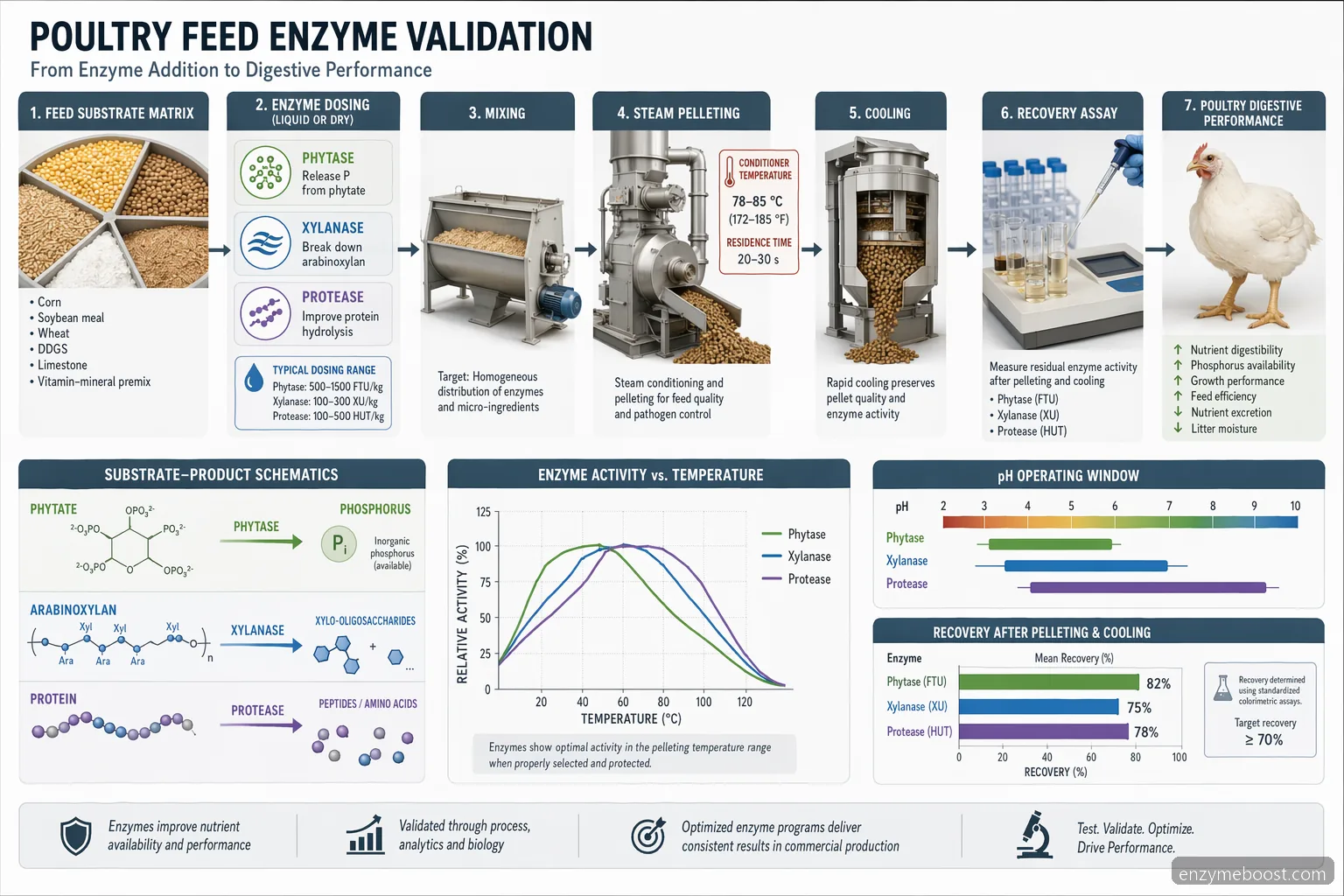 feed enzymes market process guide for poultry feed, mapping phytase, xylanase, and protease through pelleting recovery