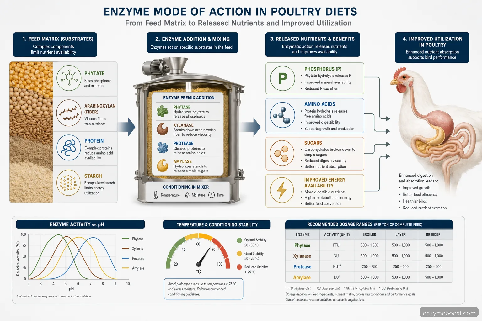 wholesale feed enzymes poultry feed diagram showing substrates converted to nutrients with pH, heat, and dosage controls